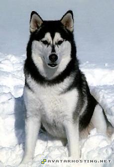 husky dog snow Alaskan Malamute